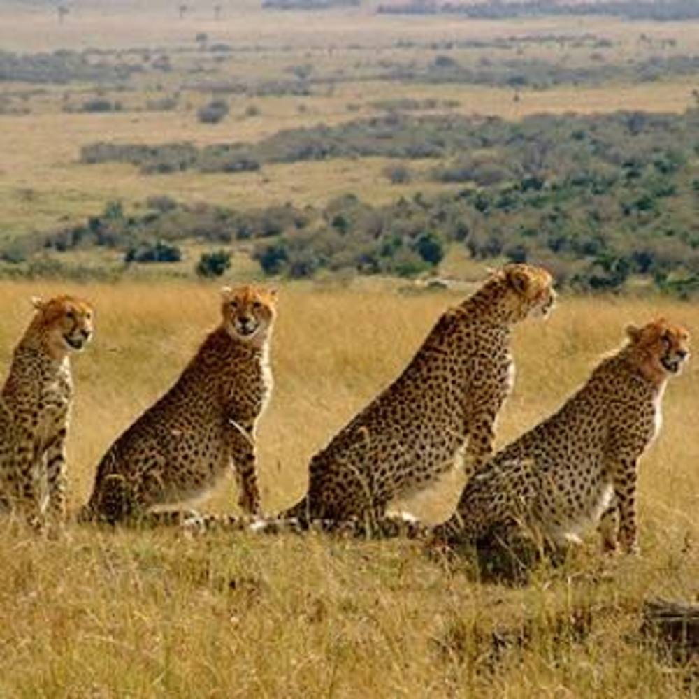Meet your Posher, Safari